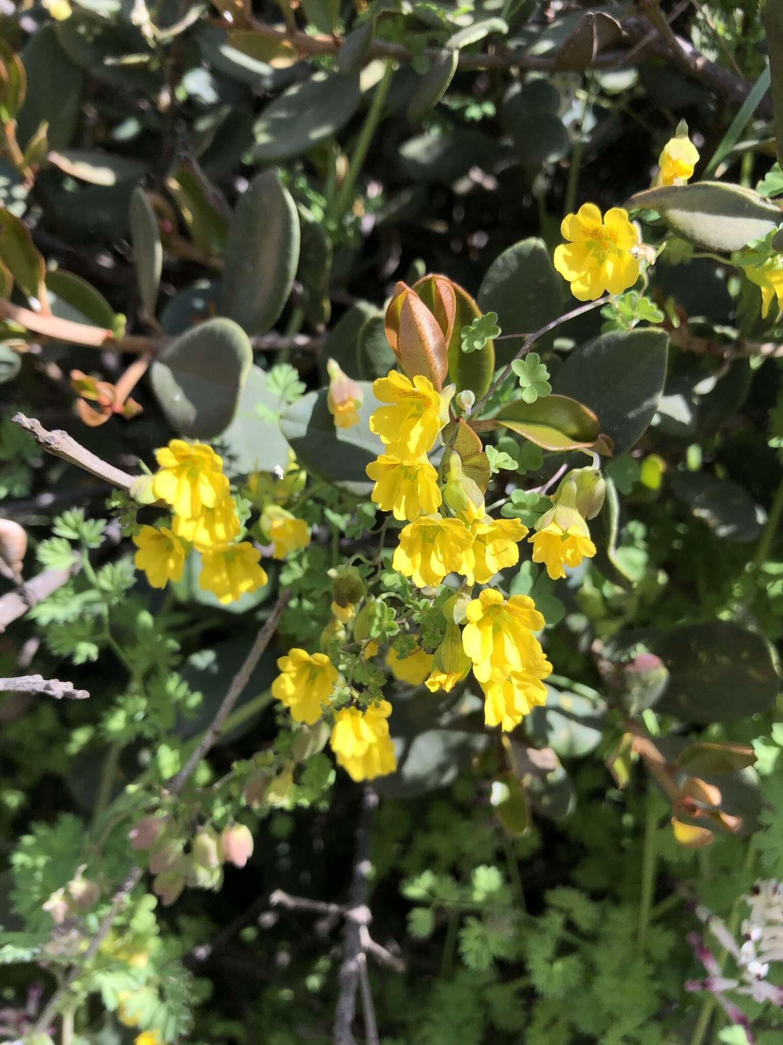 Image of Tropaeolum brachyceras Hook. & Arn.