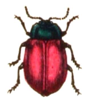 Image of Chrysomela populi