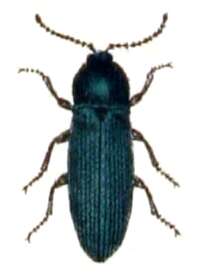 Image of Selatosomus aeneus