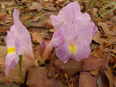 Image of Mauve ginger