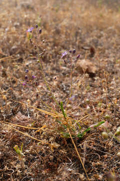 Слика од Hooveria purpurea