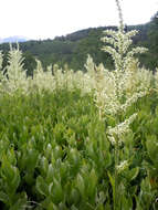 Image de Veratrum californicum var. californicum