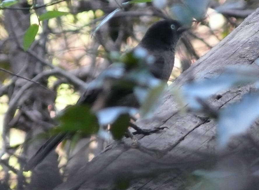 Image of Blackcap Babbler