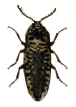 Image of Agrypnus murinus