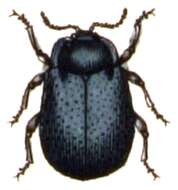 Phaedon (Phaedon) armoraciae (Linnaeus 1758)的圖片