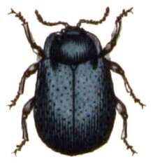 صورة Phaedon (Phaedon) armoraciae (Linnaeus 1758)