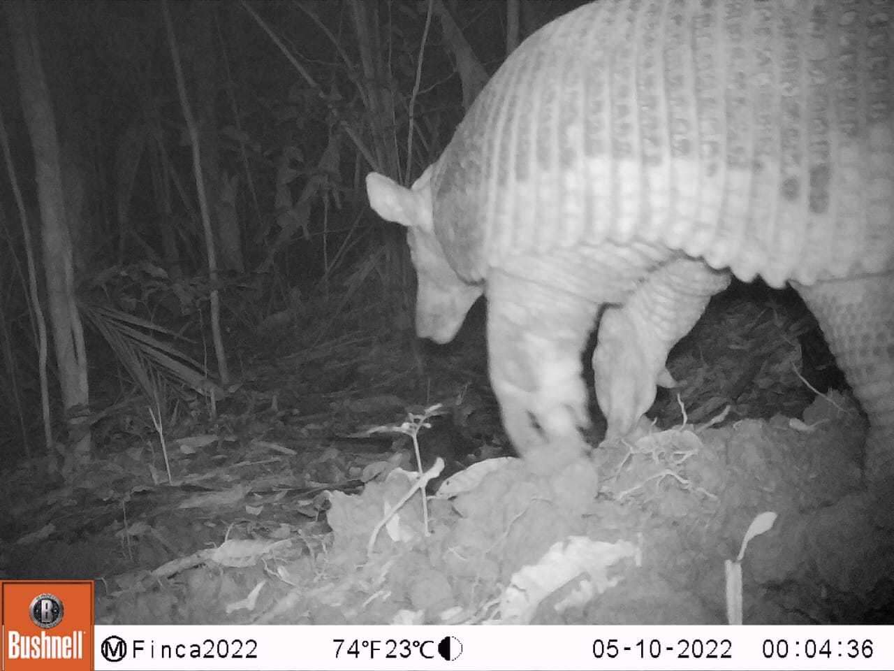 Image of giant armadillo