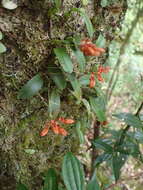 Image of Bulbophyllum albociliatum (Tang S. Liu & H. Y. Su) K. Nakaj.