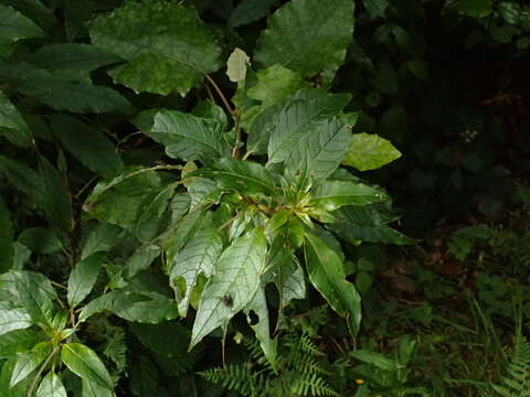 Imagem de Fuchsia excorticata (J. R. & G. Forst.) L. fil.