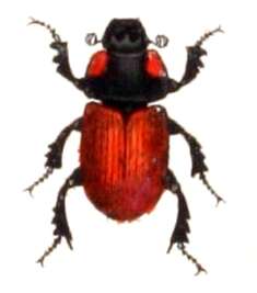 Image of Scarab beetle