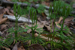 Image of fan clubmoss