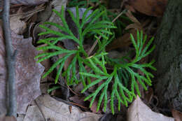 Image of fan clubmoss