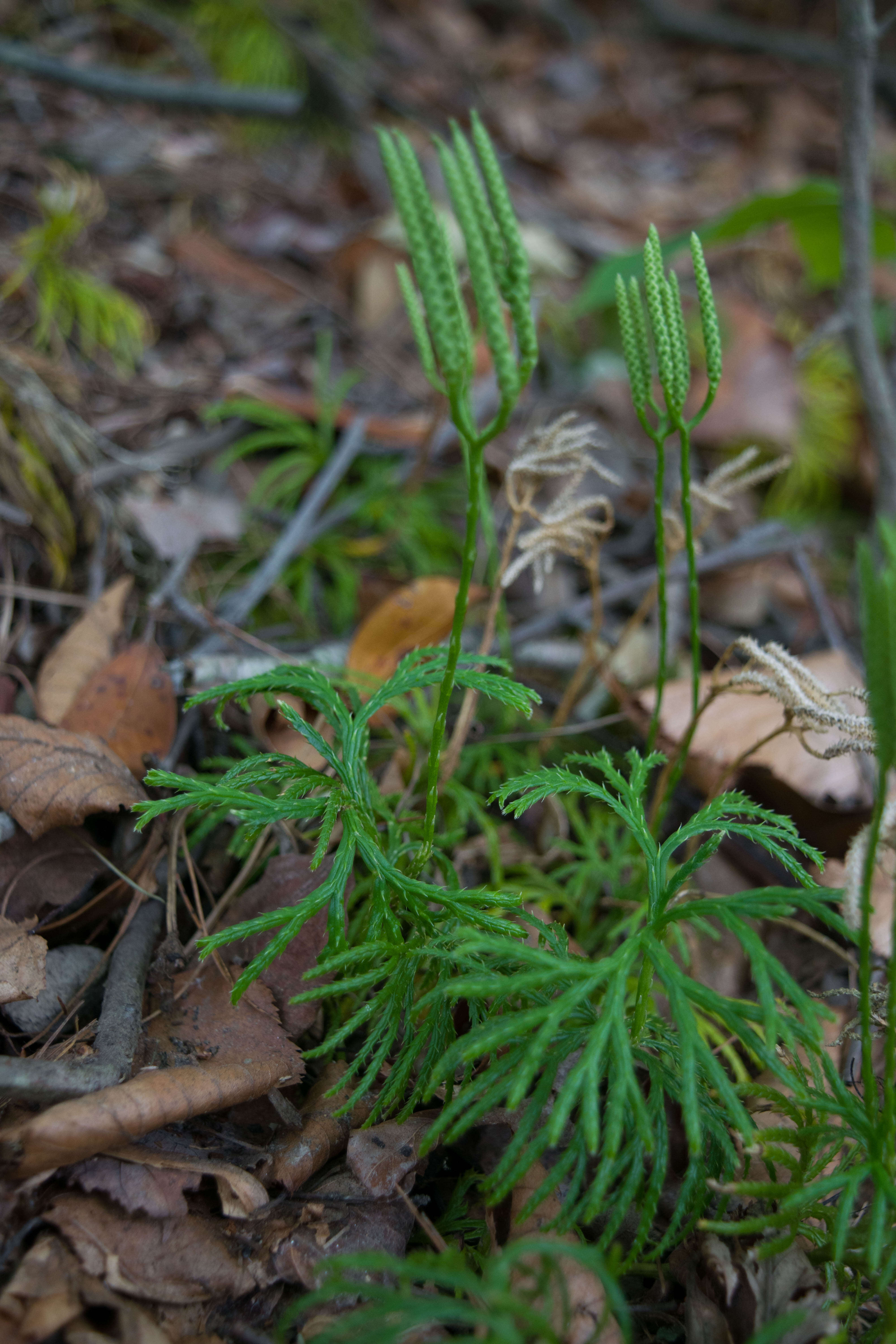 Image of fan clubmoss