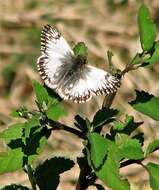 Image of Heliopetes omrina Butler 1870