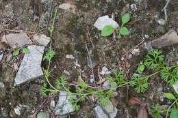 Image of fan clubmoss