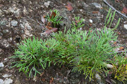 Image of deeproot clubmoss