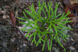 Image of fan clubmoss