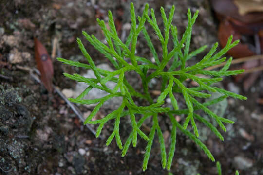 Image of fan clubmoss