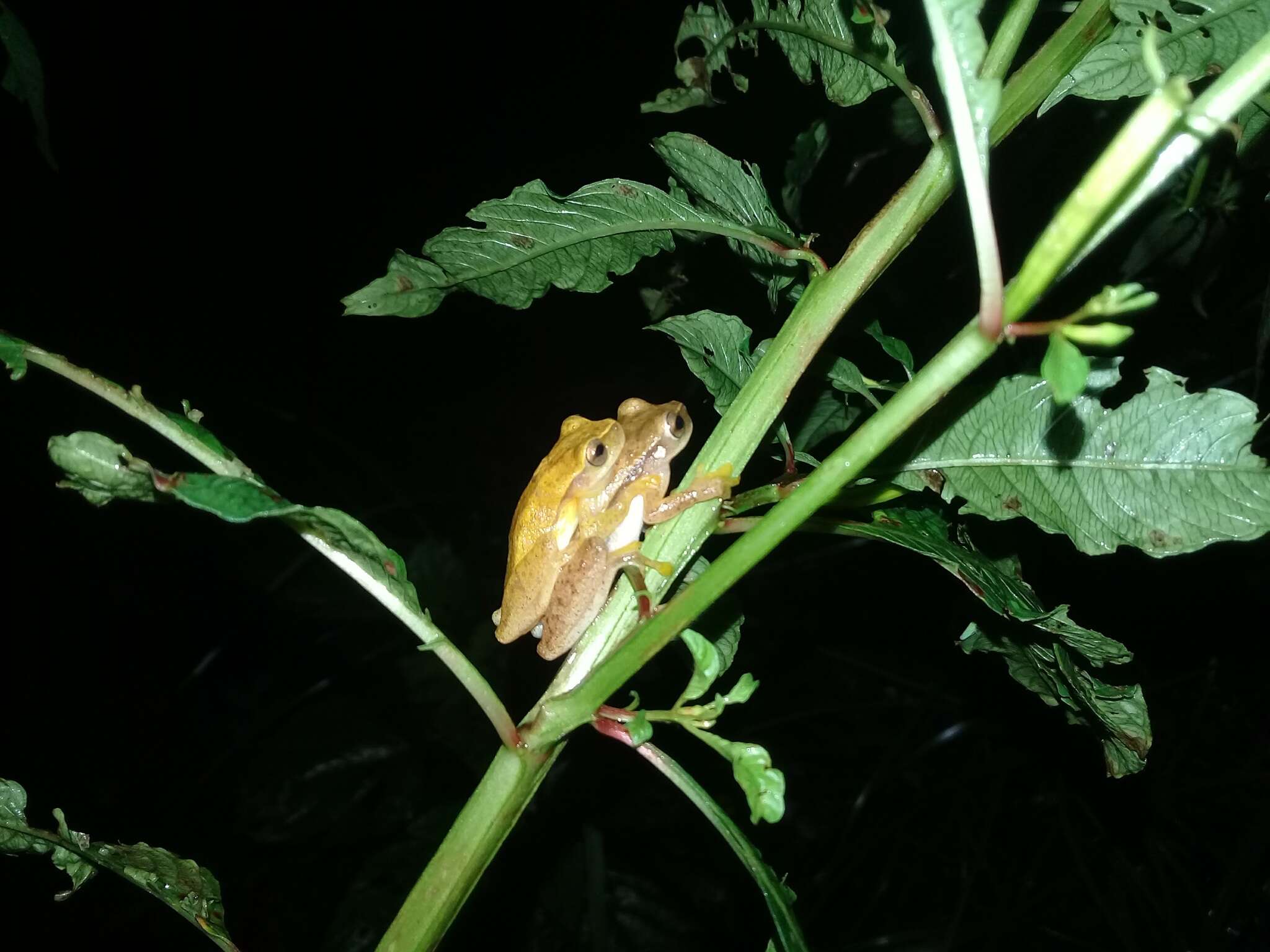 Image of Small-headed Treefrog