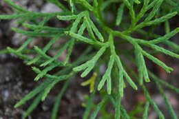 Image of fan clubmoss