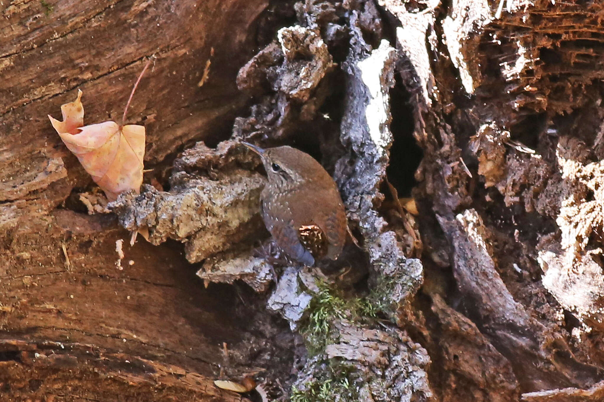 Image of Eastern Winter Wren