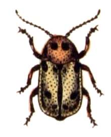 Cryptocephalus resmi