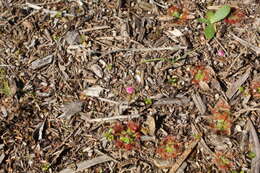 Image de Drosera pulchella Lehm.