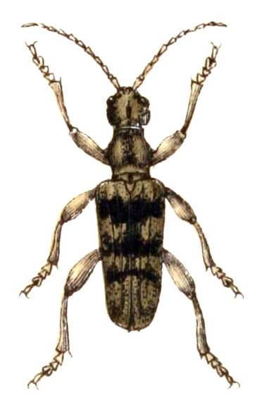 Image of Rhagium (Megarhagium) sycophanta (Schrank 1781)