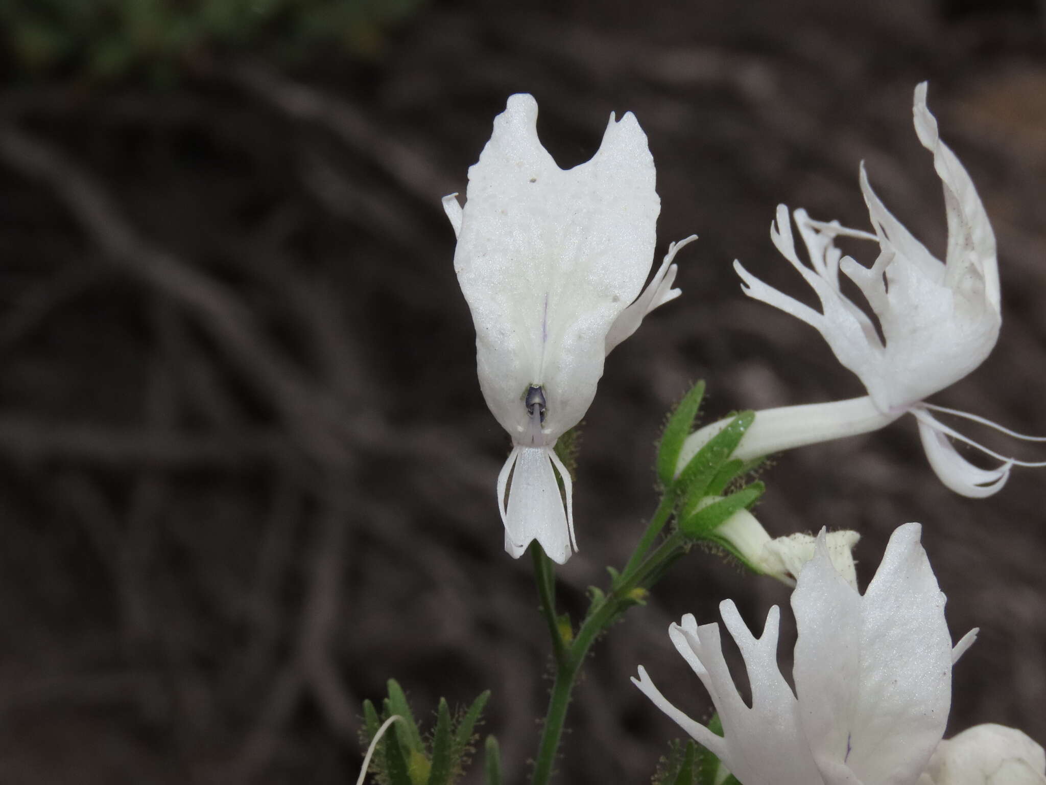 Imagem de Schizanthus candidus Lindl.