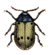 Image of Lachnaia sexpunctata