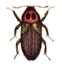 Image of polypore fungus beetles