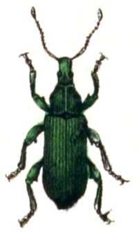 Image of Phyllobius (Dieletus) argentatus Linnaeus 1758