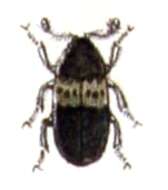 Kiler böceği resmi