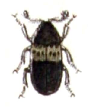 Image of larder beetle