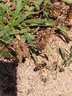 Image of Hairy-footed Bees