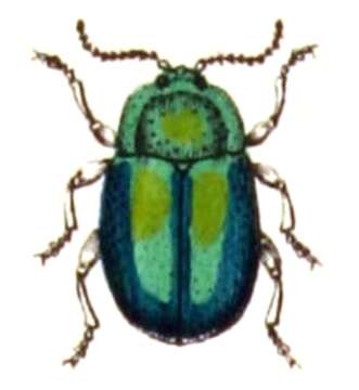 Image of Chrysolina fastuosa