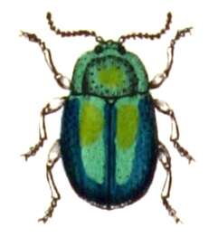 Image of Chrysolina fastuosa