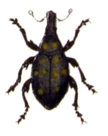 Image of Liparus coronatus (Goeze & J. A. E. 1777)