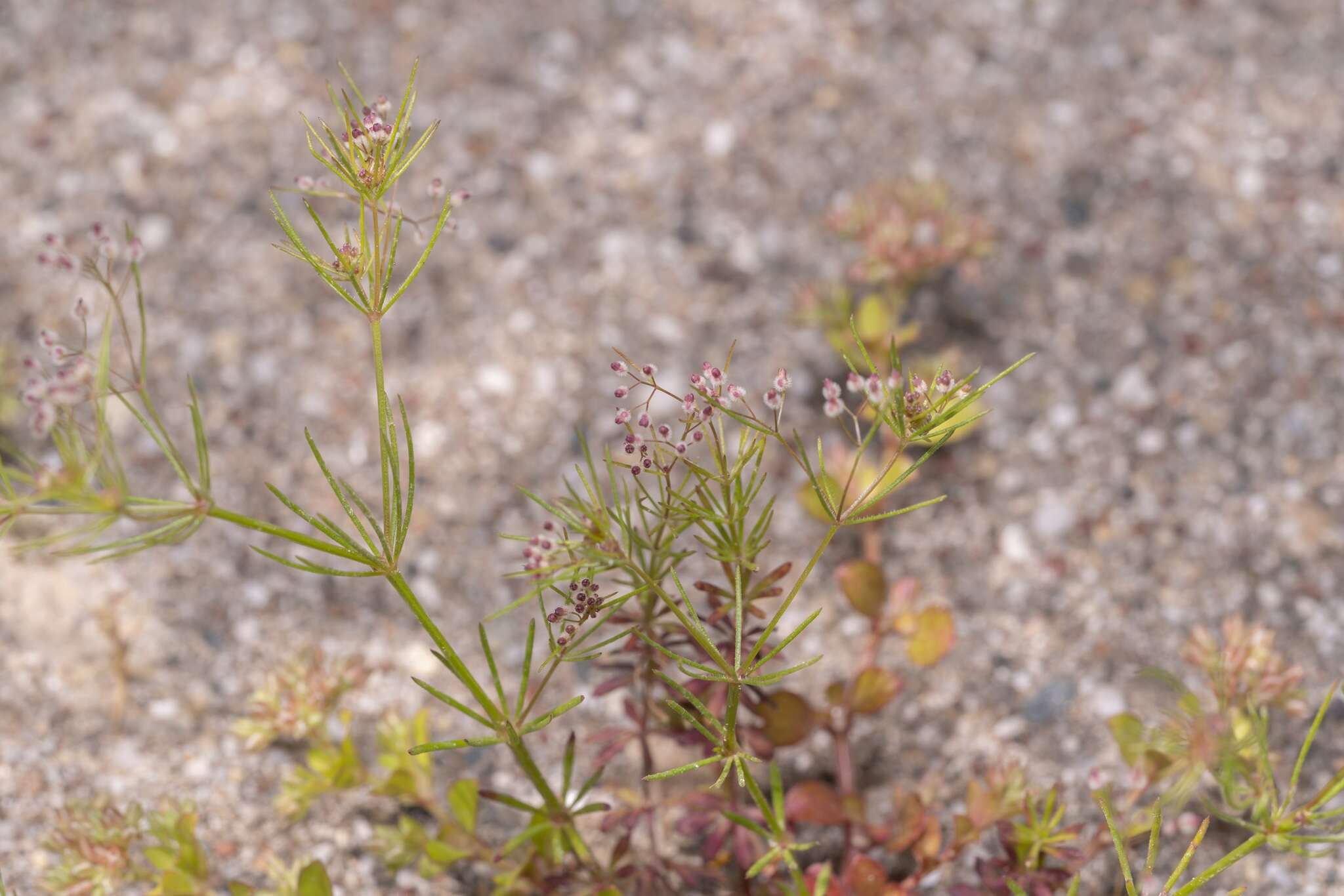 Plancia ëd Galium setaceum Lam.