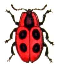 Image of False Ladybird