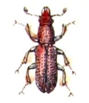 Image of Prostomis mandibularis (Fabricius 1801)