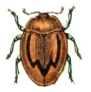 Image of Rhyzobius litura