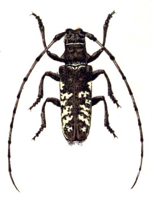 Image of Monochamus sutor (Linné 1758)