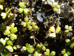 Imagem de Hydrocotyle sulcata C. J. Webb & P. N. Johnson