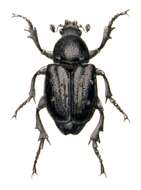 Image de Gnorimus variabilis (Linnaeus 1758)