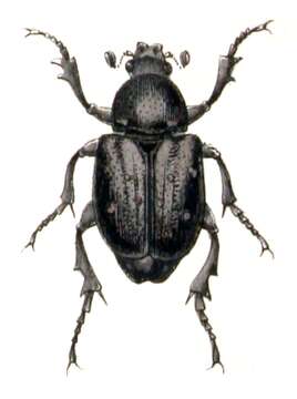 Image of Gnorimus variabilis (Linnaeus 1758)