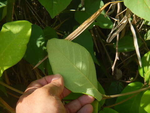 Imagem de Stigmaphyllon floribundum (DC.) C. Anderson