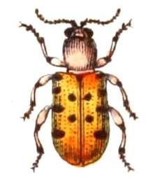 Image of Spotted asparagus beetle