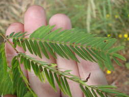 Imagem de Acacia schinoides Benth.