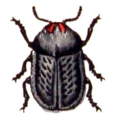 Image of Cassida (Cassida) atrata Fabricius 1787